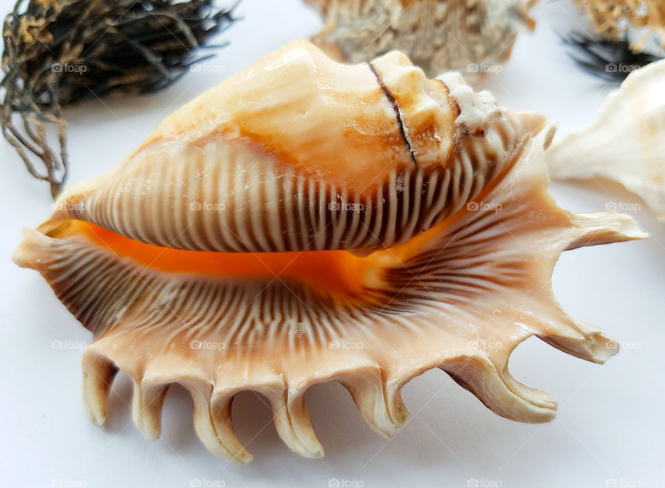 Beautiful detailed shell close up with seaweed  on a white background.