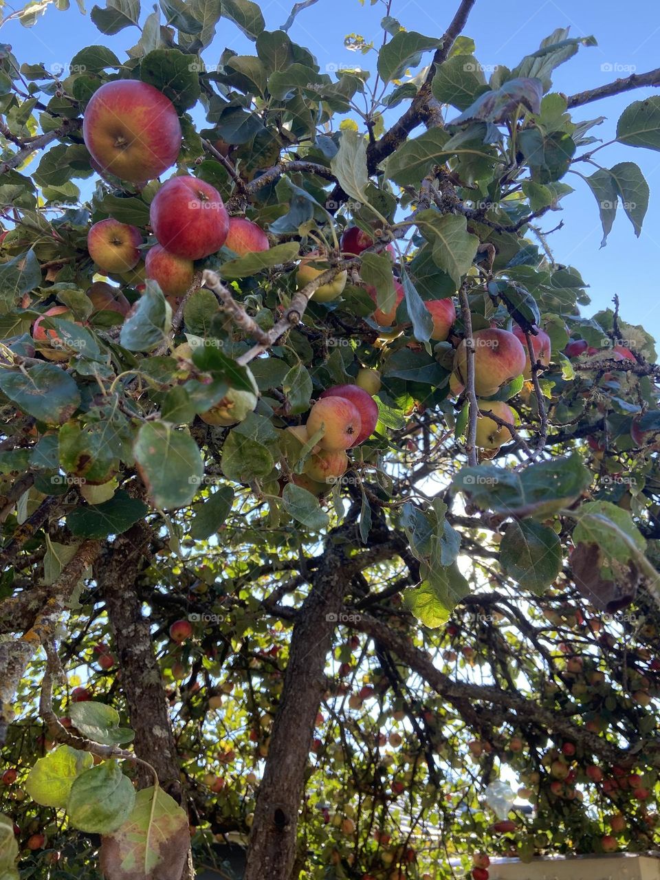 Apple tree in the yard