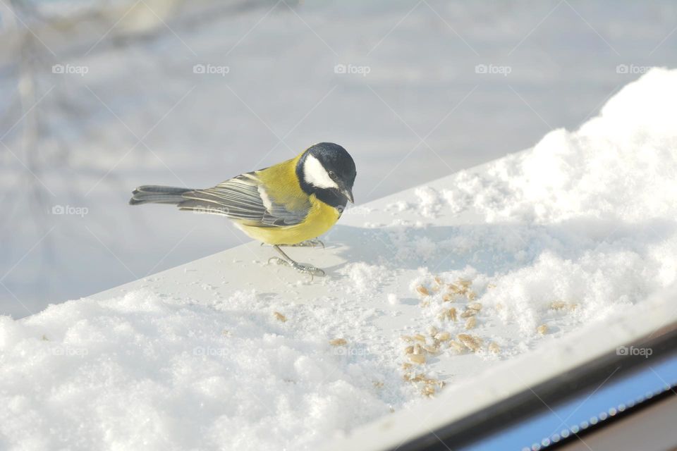 urban animal birds