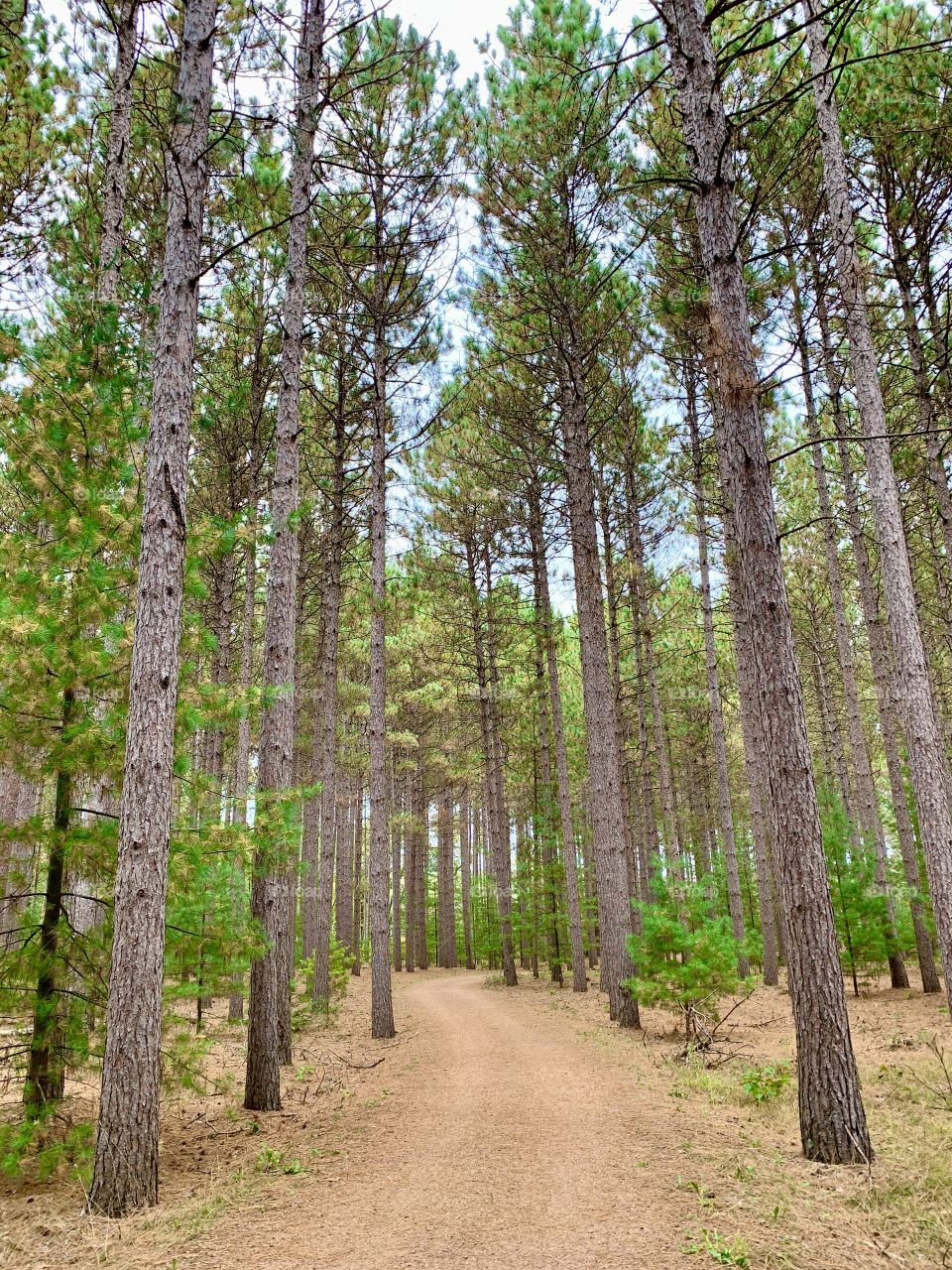 Pine forest 