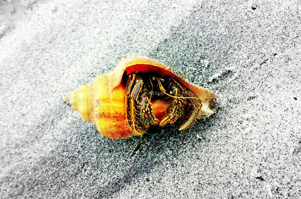 shell at beach, house of a crab