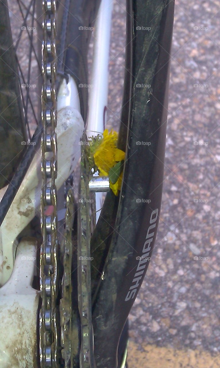 Bike flower 