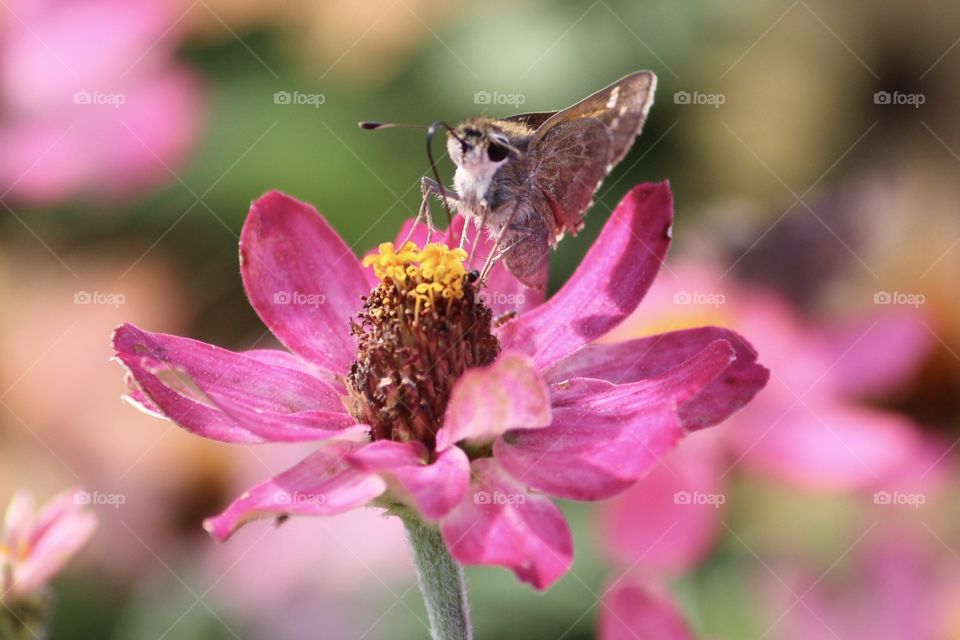 Pink Flower with Butterfly