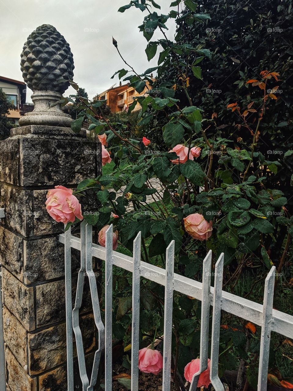 The pink roses on the branch close up.