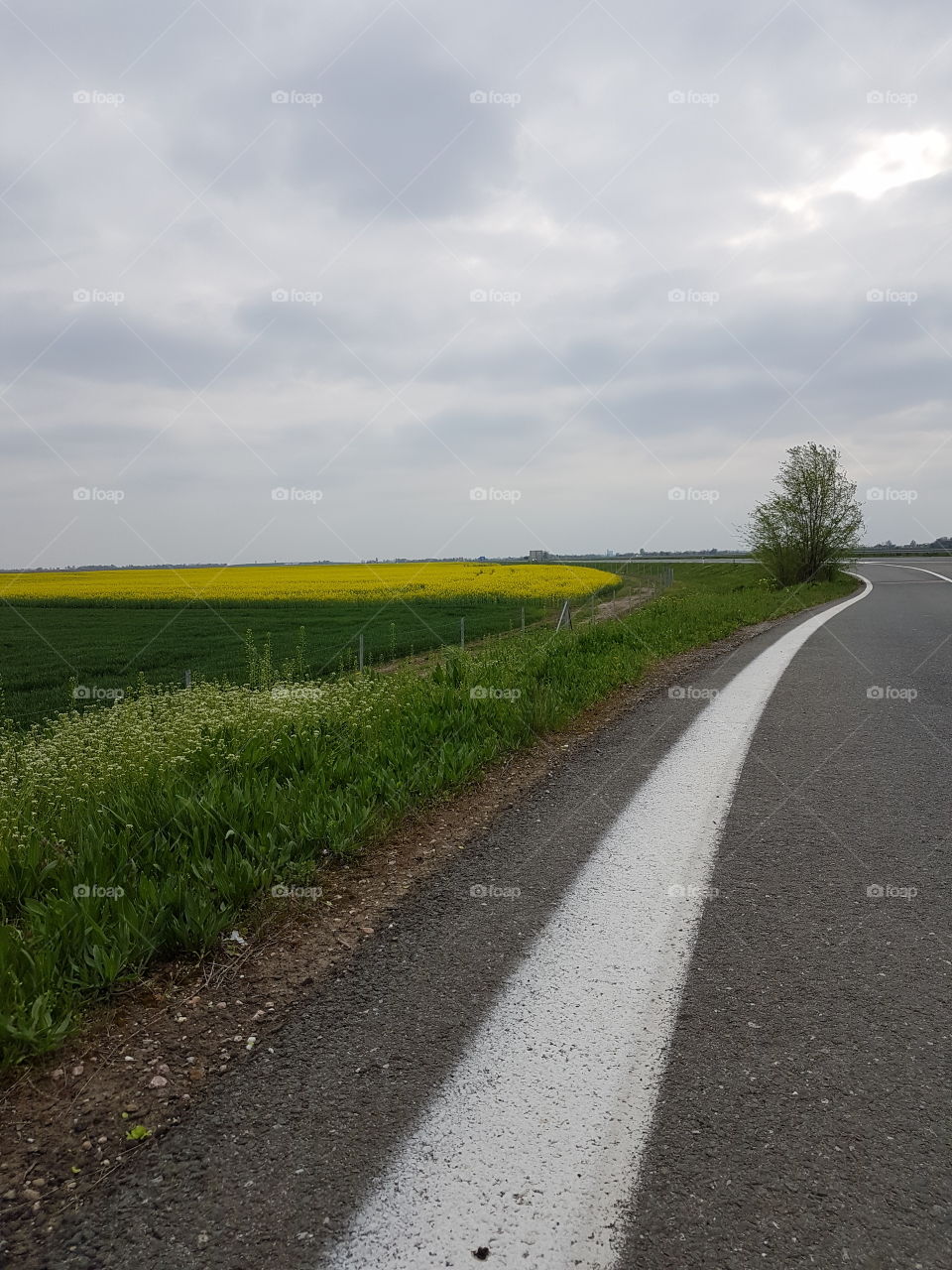 field full of yellow flowers,canola field