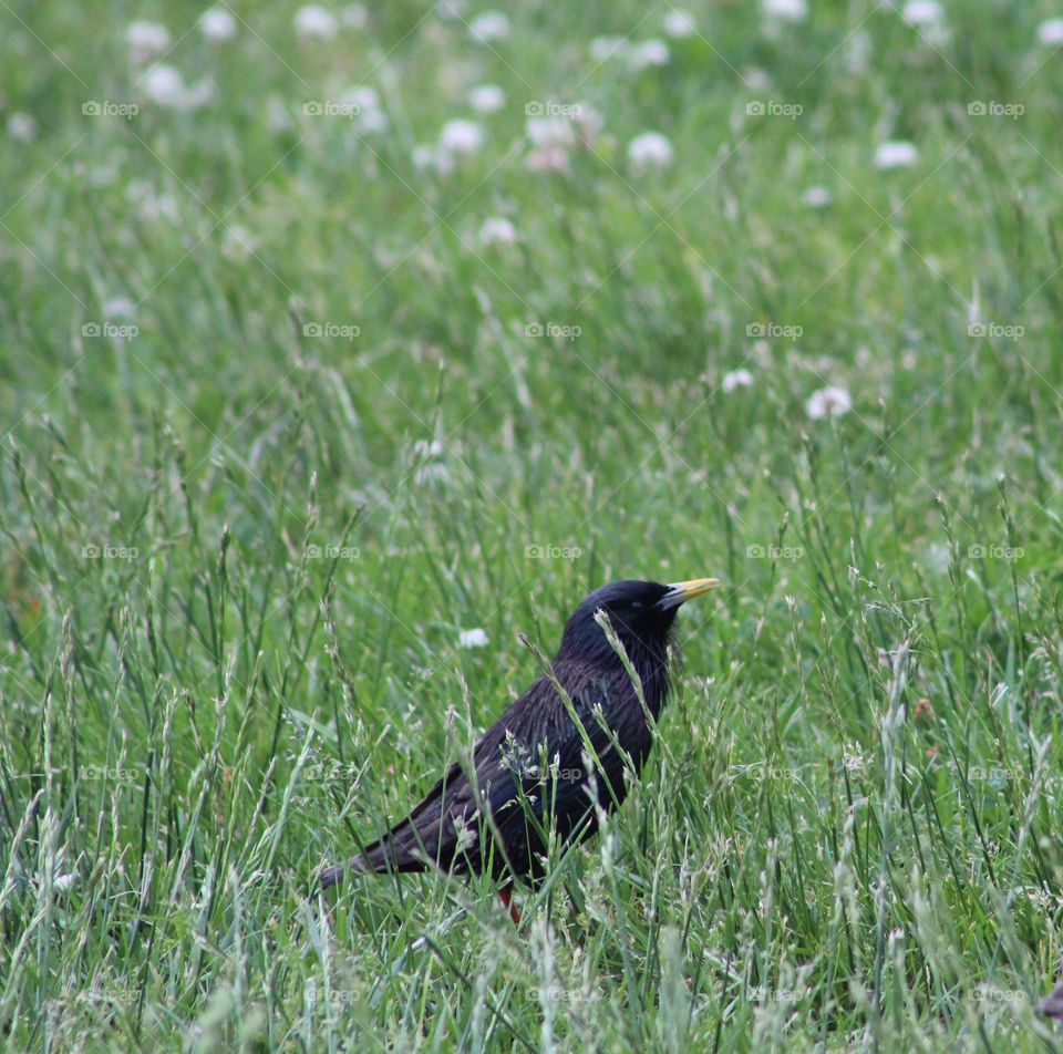 Male starling half hidden in tall spring grasses with dandelions in background 