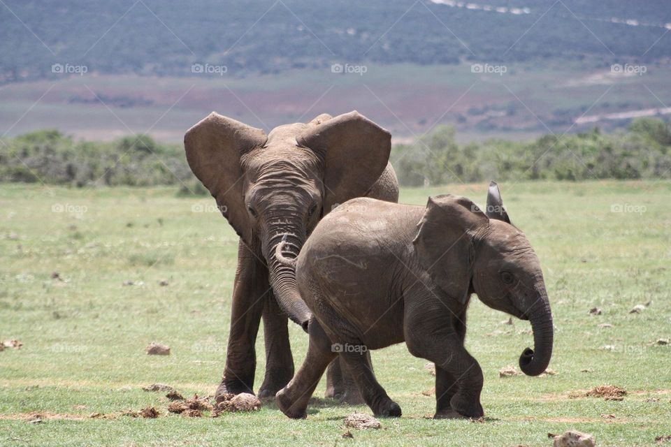 elephants. playtime and interaction between siblings.