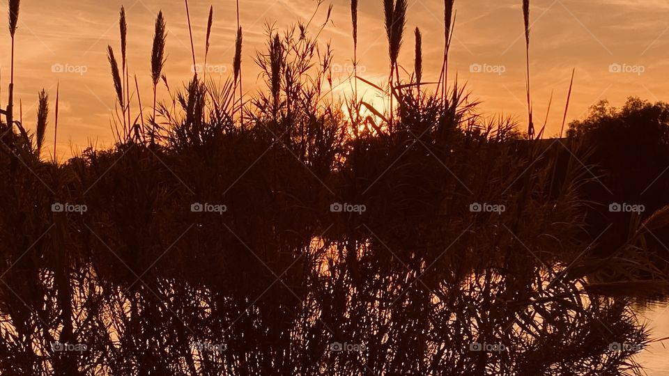 Walking the lake’s North Bank and passing a Large Grassy Cat Tails I have a spot to fix the Sunset so the Sun’s Refection cast down to top of lake’s water.