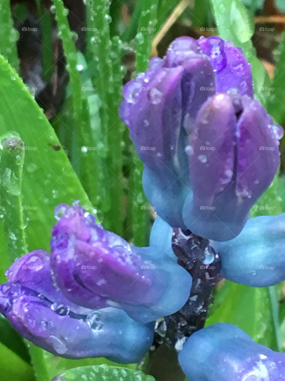 Hyacinth blooming in the rain 