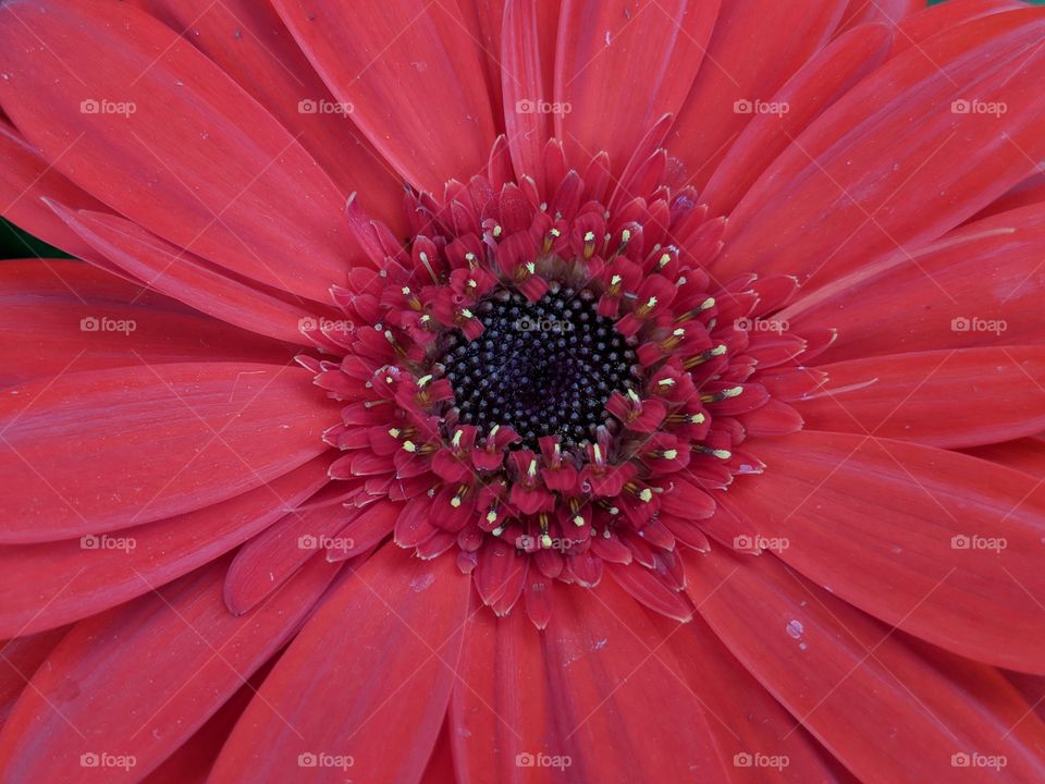 pink Gerber Daisy