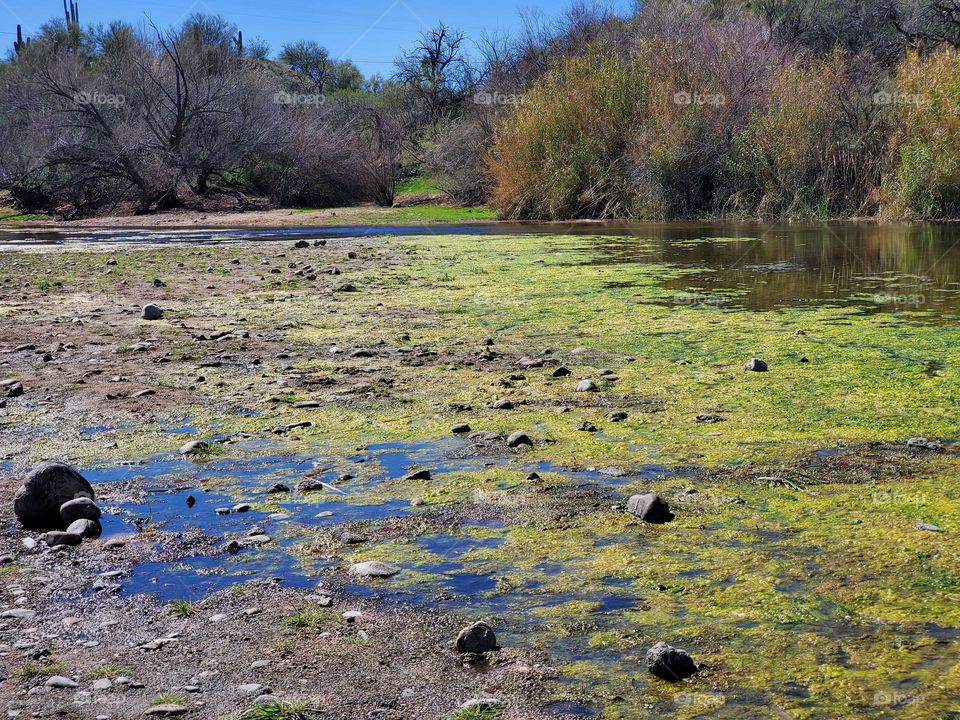 Algae on the Salt River