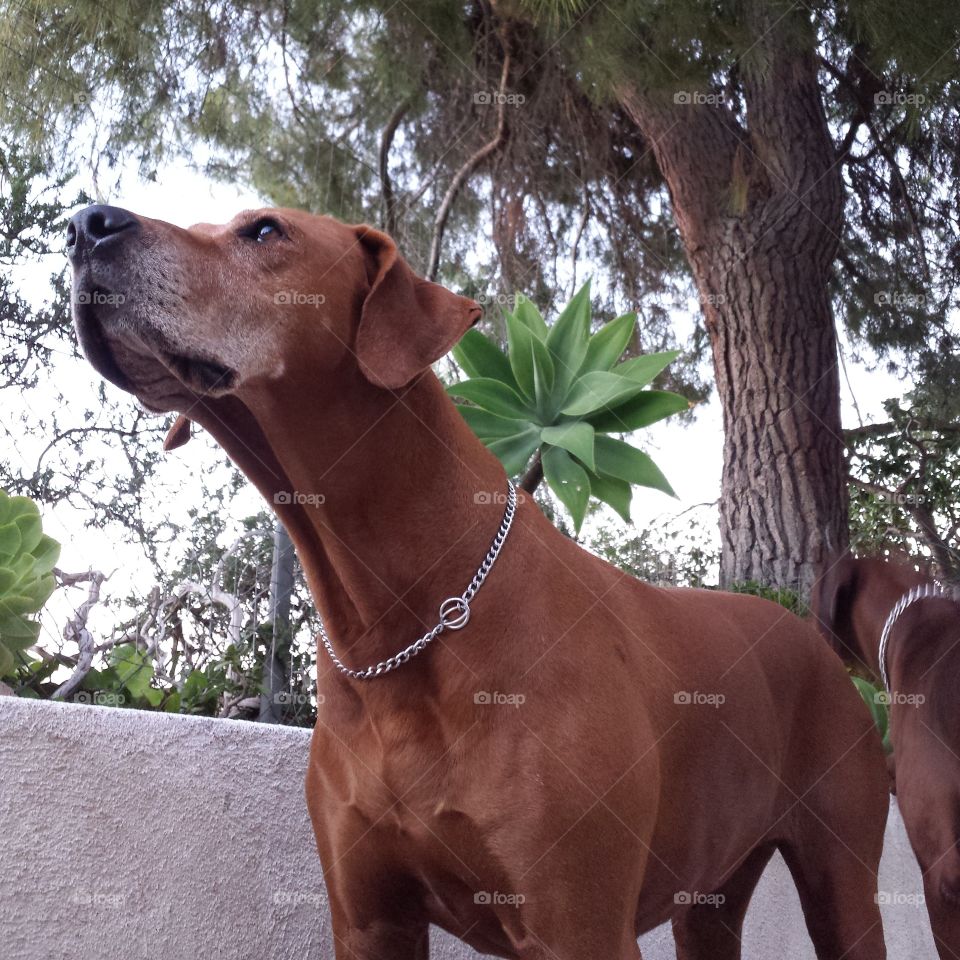 Squirrel watching without movement