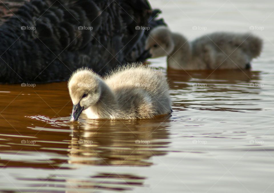 Baby Swan