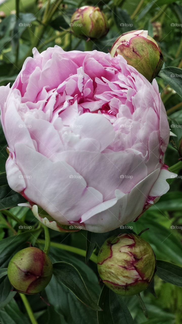 Peony