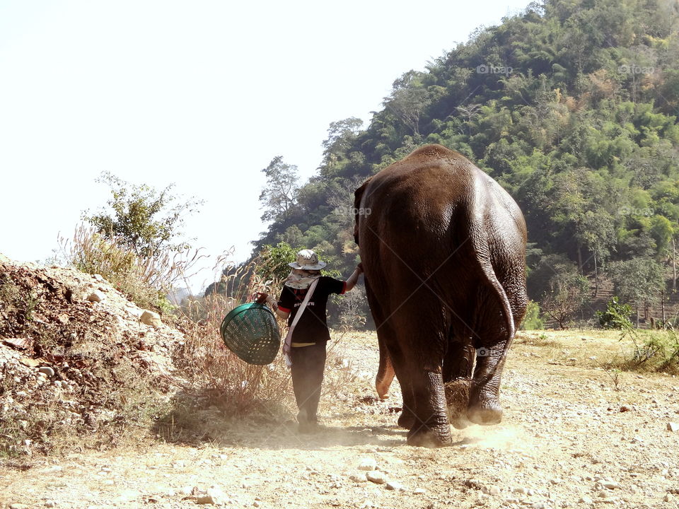 Elephant sanctuary, friends on a walk