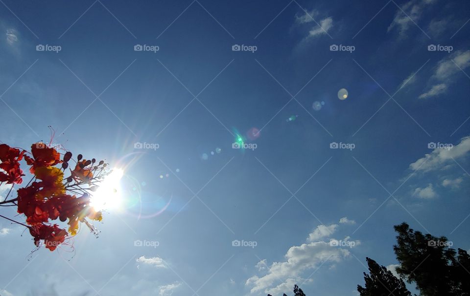 Lens Flare From The Sun And A Pride of Barbados Flower Also Known As The Peacock Flower Points Toward The Fluffy Clouds Of Heaven