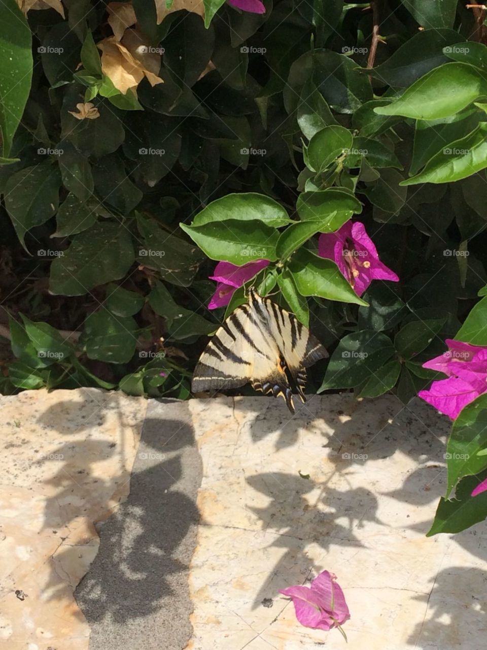 Butterfly Corfou greece