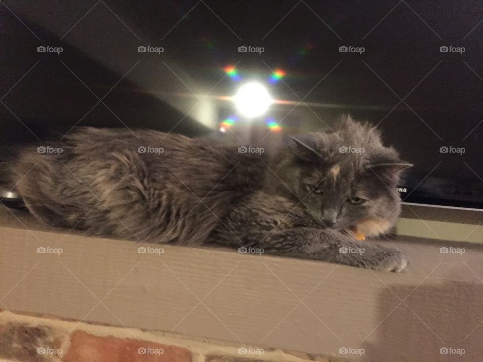 Cat, Mammal, Kitten, Pet, Portrait