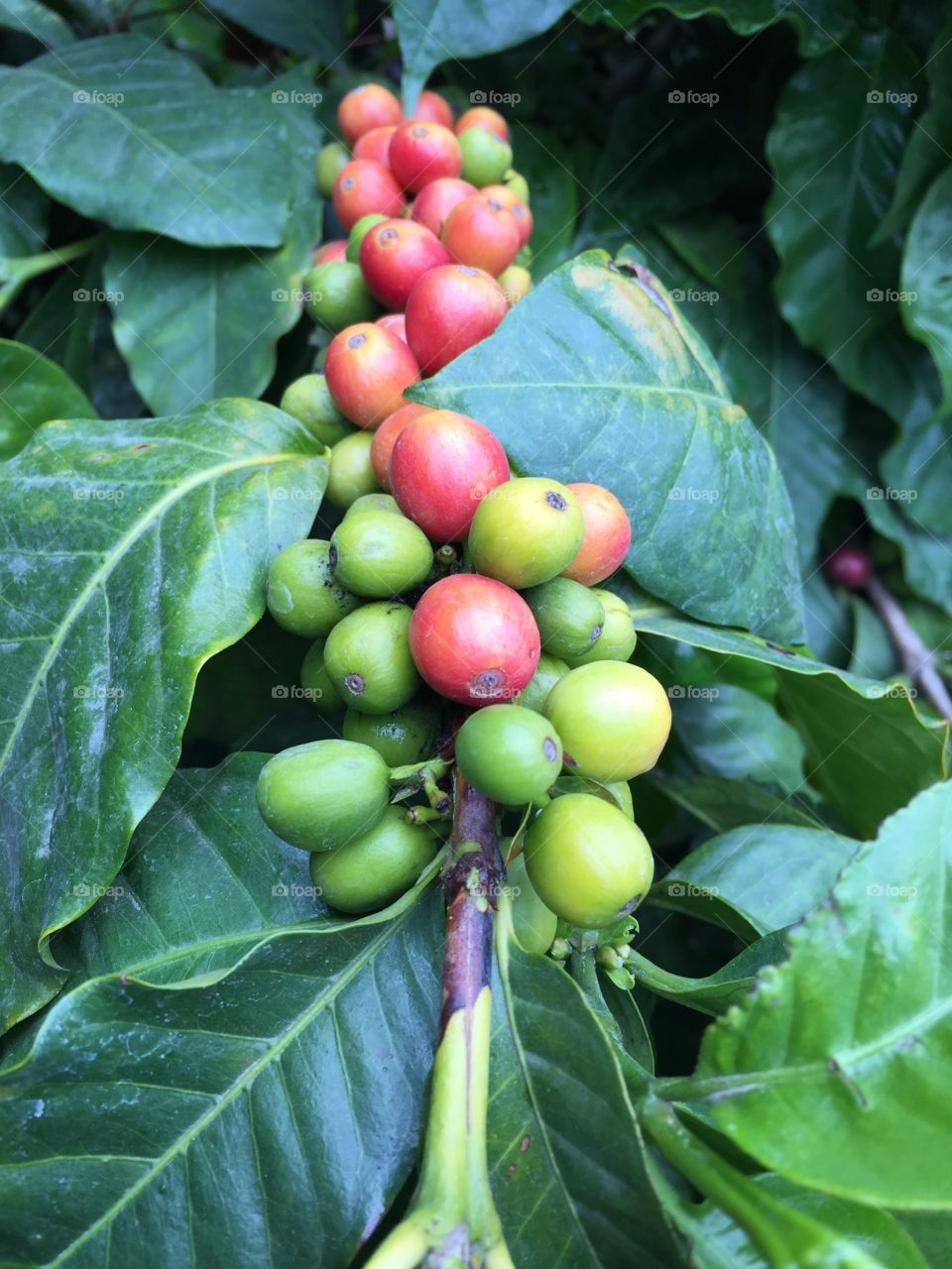 Coffee Cherries. Cherries on coffee plant