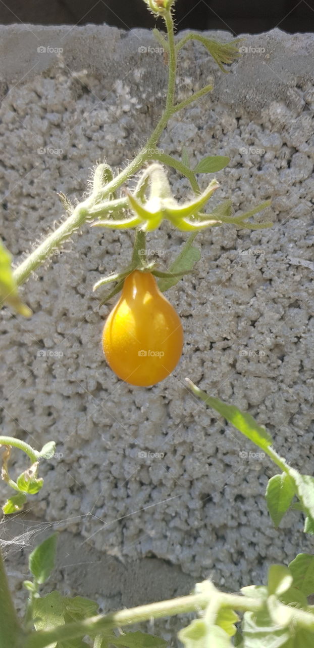 Orange Pear Tomato