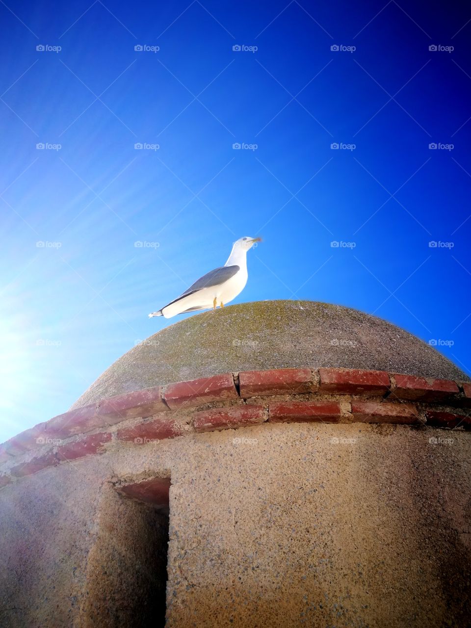 seagul