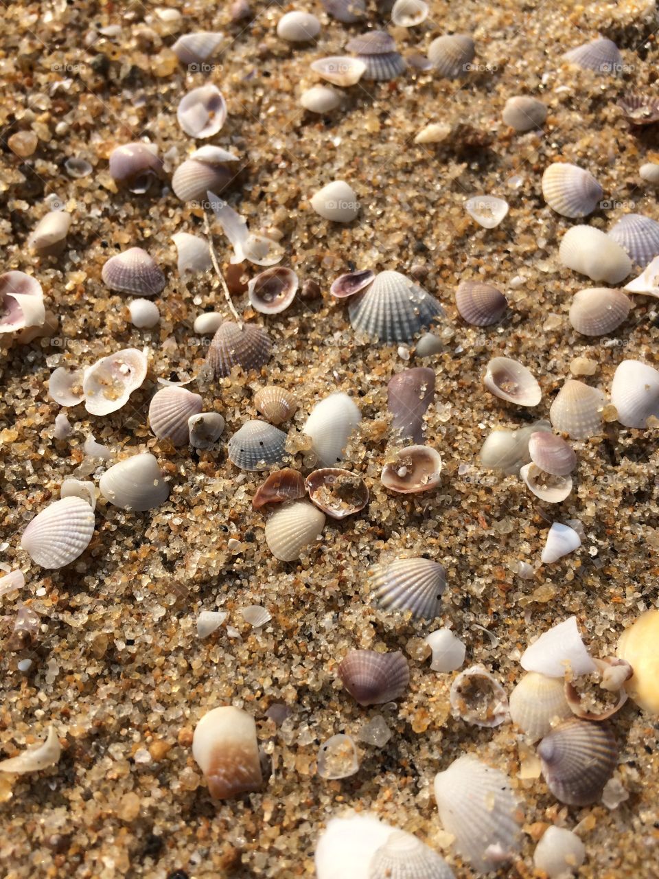 Sea shells in beach sand 