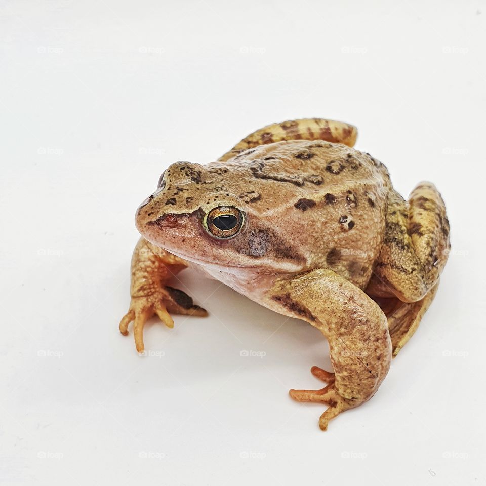 Big cute frog on a white background