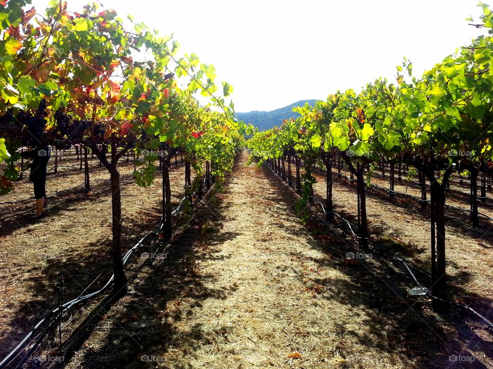 Grapevines in Napa Valley