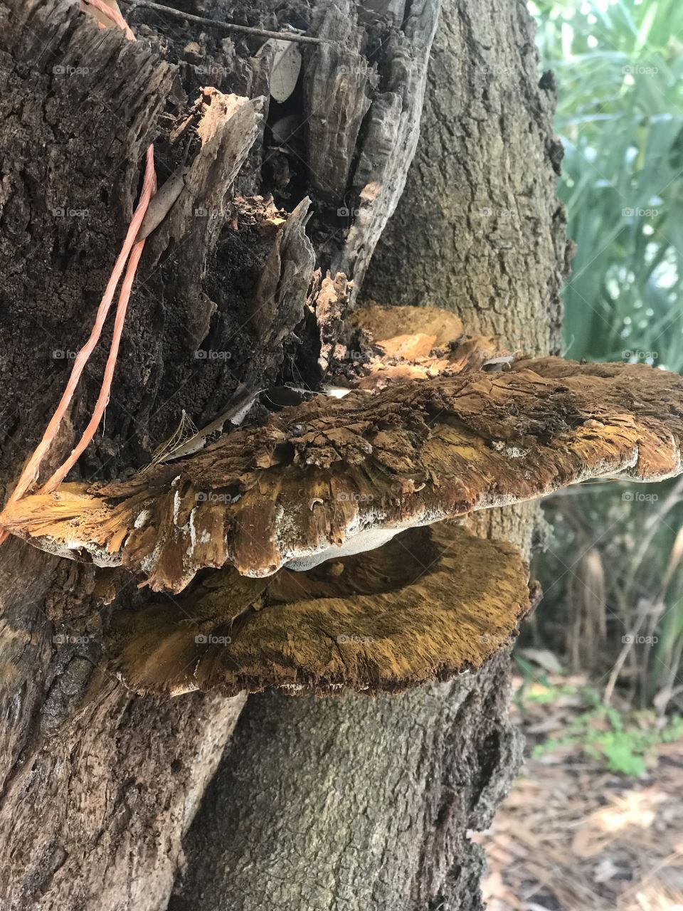 Wild mushroom growing on a tree