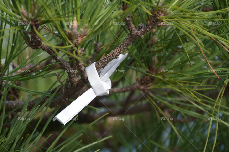Omikuji On A Pinetree Branch