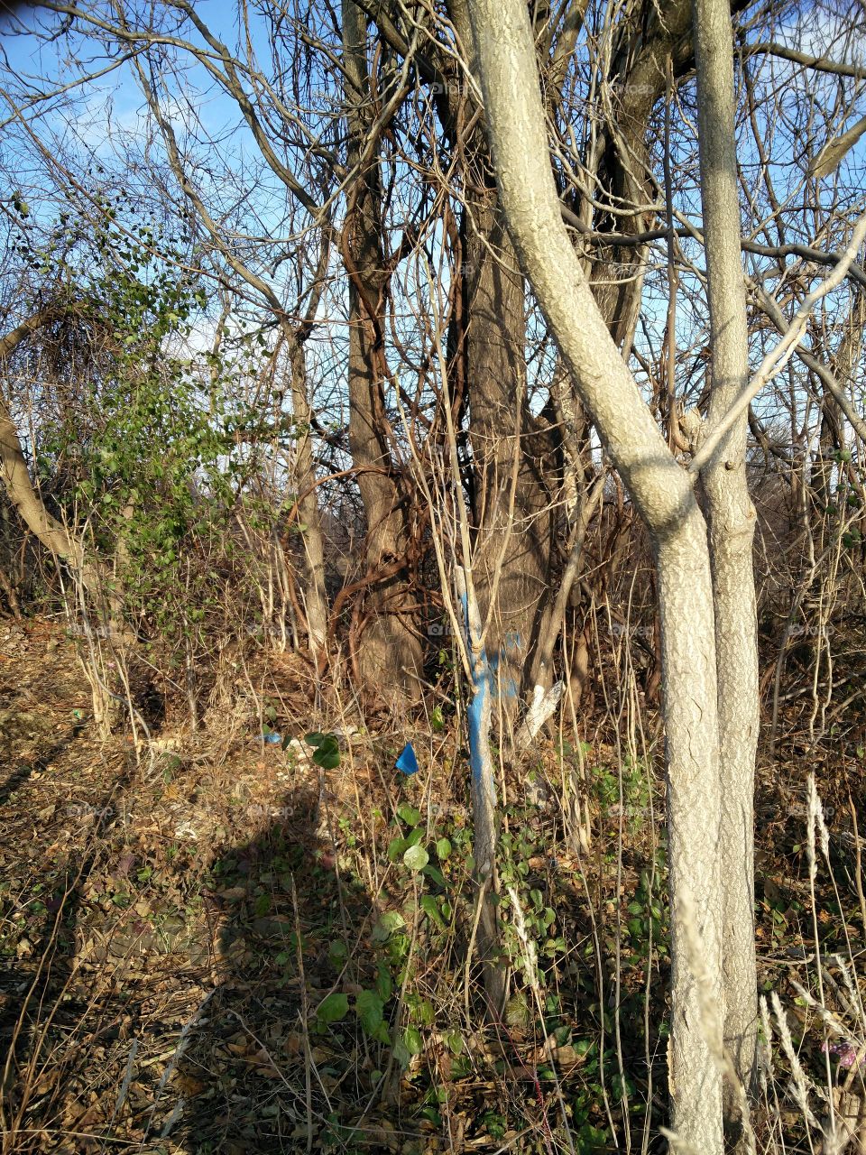 Wood, Nature, Tree, No Person, Landscape