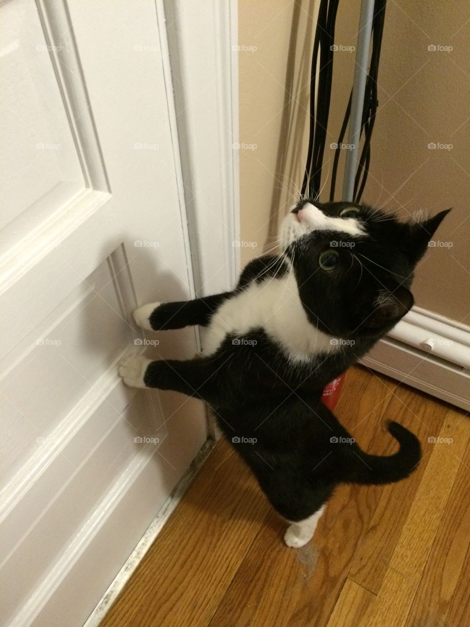 Midnight the curious cat