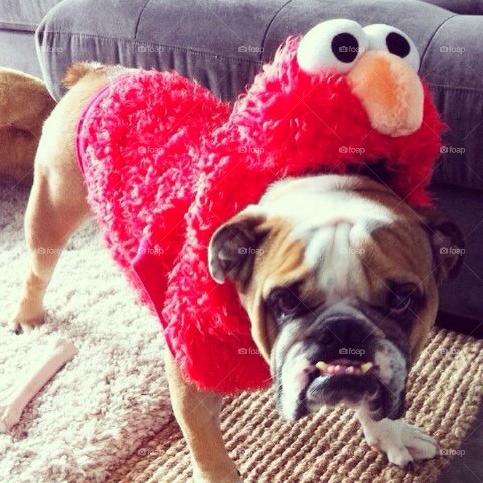 Bulldog in Elmo costume