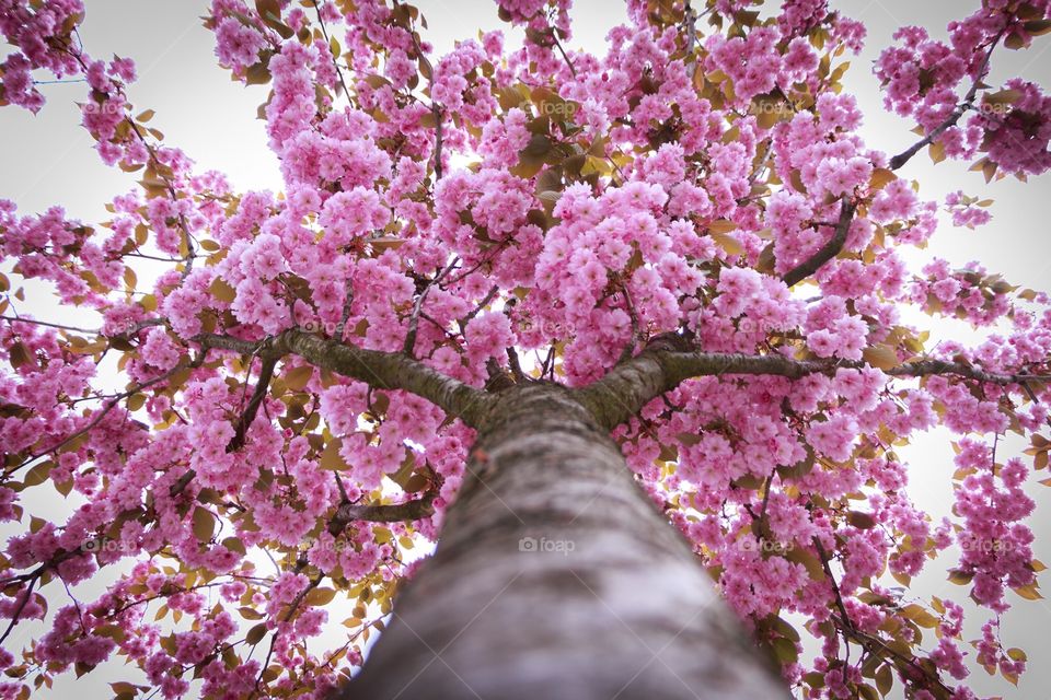 Spring blossom pink tree
