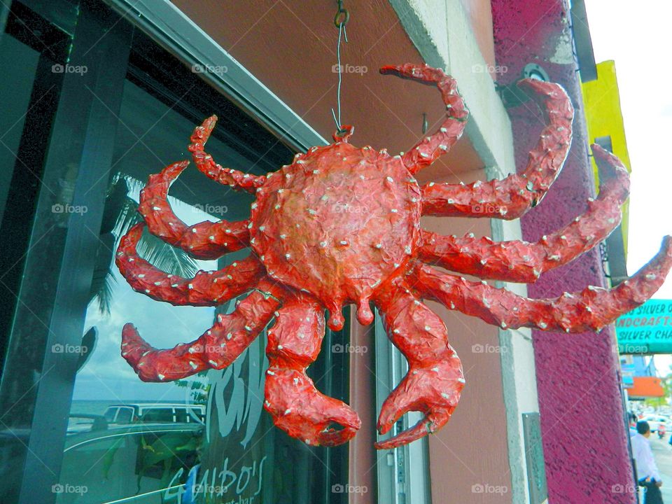 Crab in Window