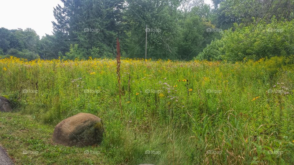 Summer Meadow. Big Rock Lined Lot