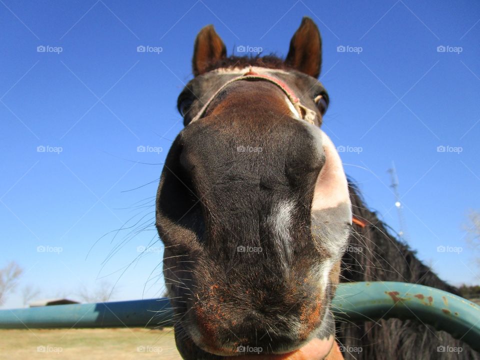 What's Up. Photo of horse waiting for an answer