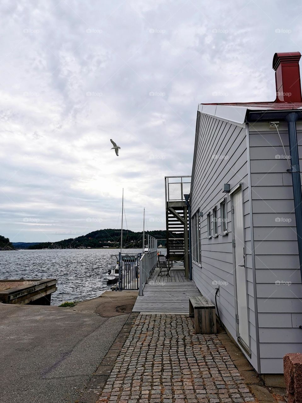 Seagull with seaview