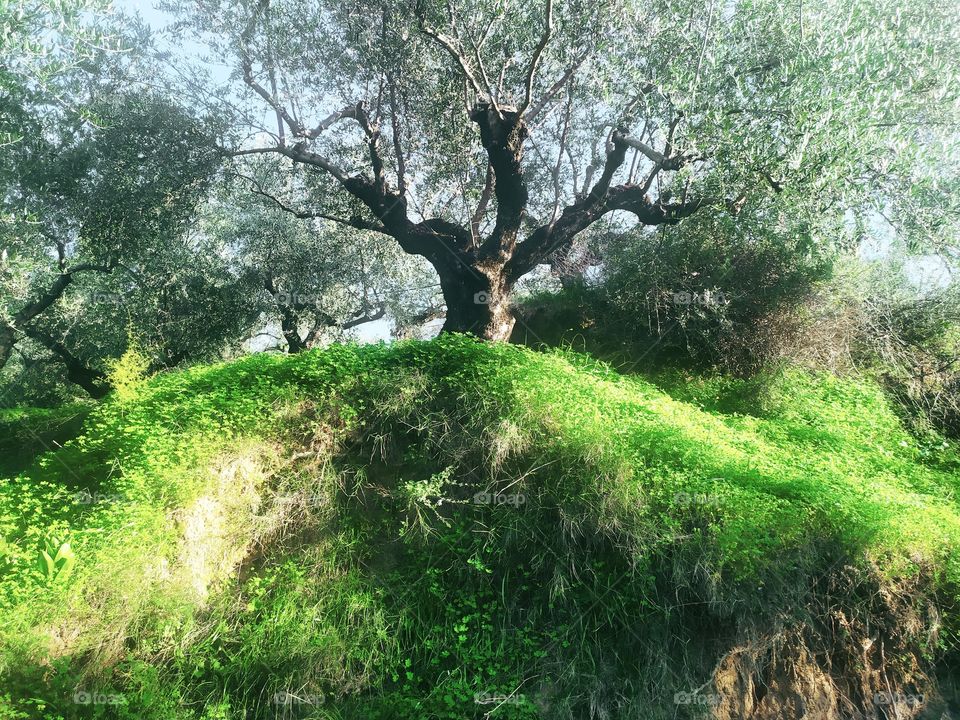 greece olive tree