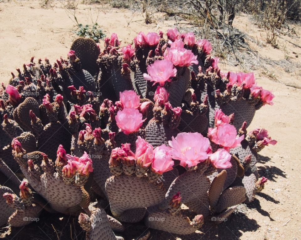 Prickly Pear Cactus and Pink Flowers