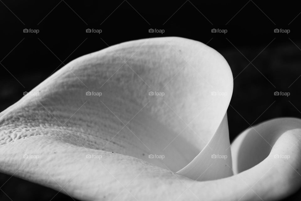 Black and white calla lily 