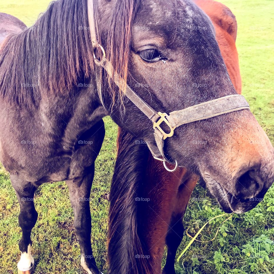 Horses in Denmark 