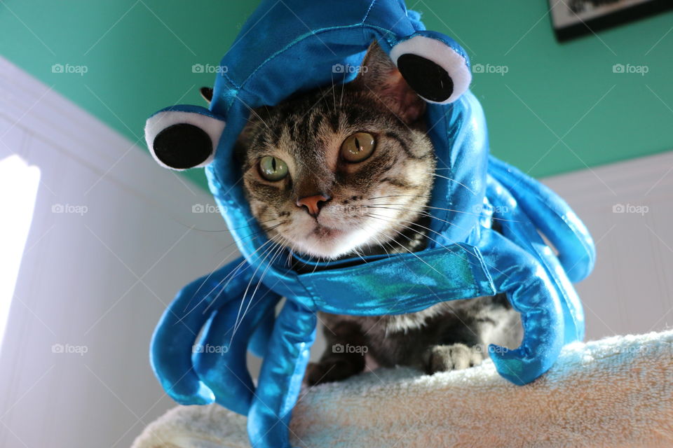 October octopus cat costume 
