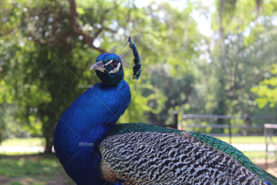 Peacock