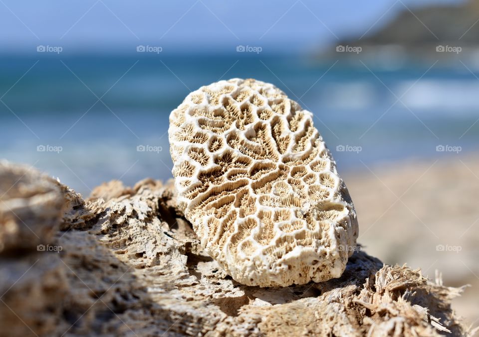 Coral on the Coast