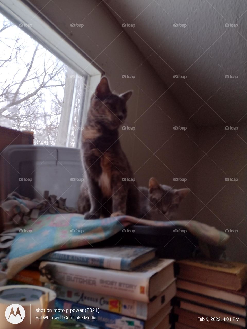 Sadie standing by window.