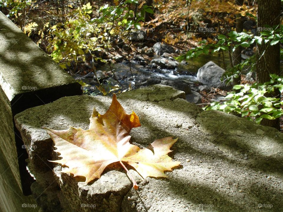 Maple leaf on rock at stream