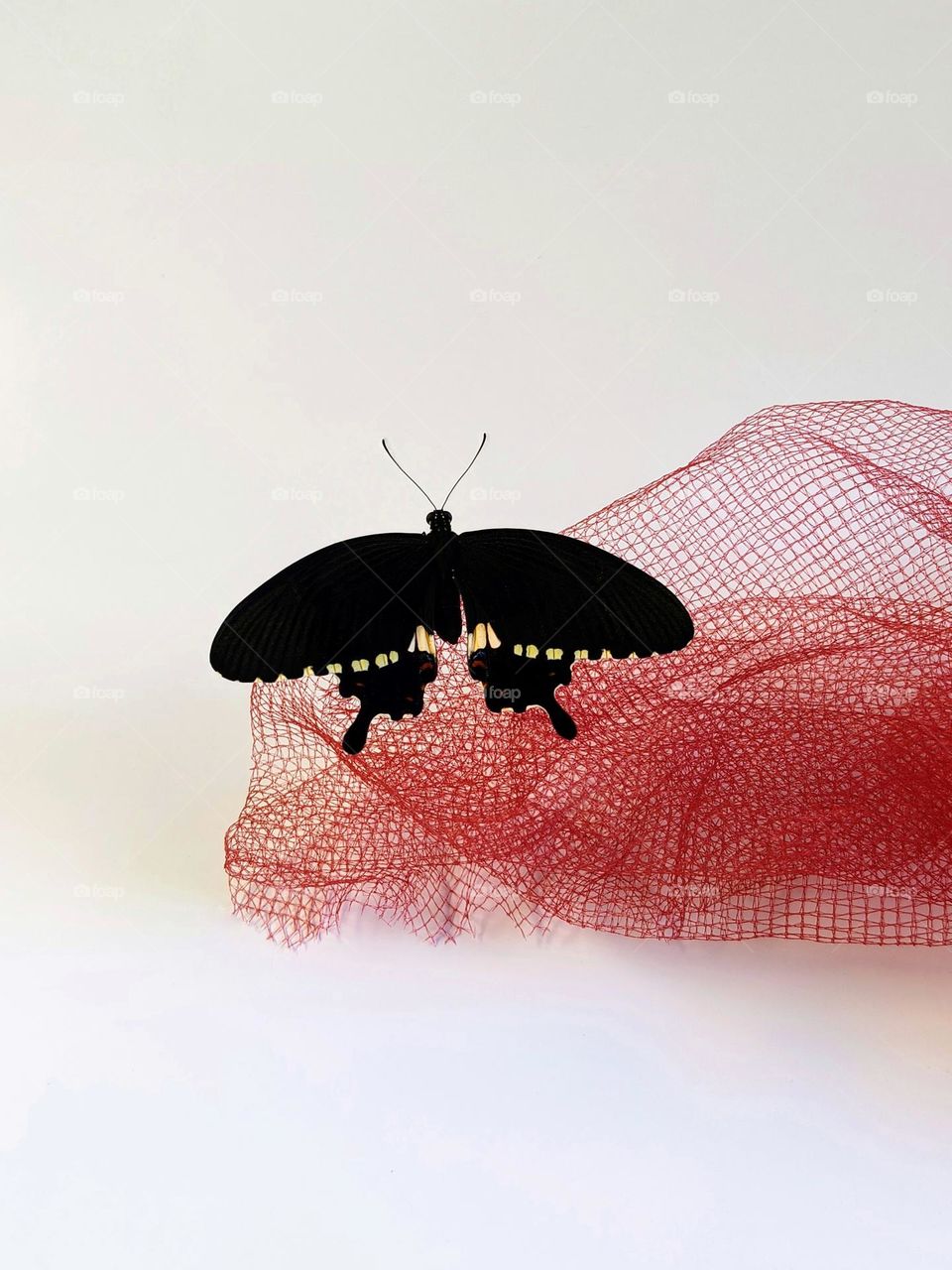 A Common Mormon Butterfly (Papilio Polytes)rest on the net waiting for the wings dry.