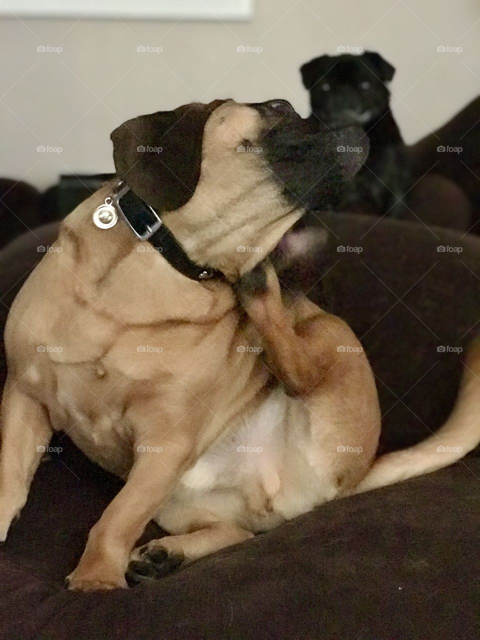 Puggle scratching ear