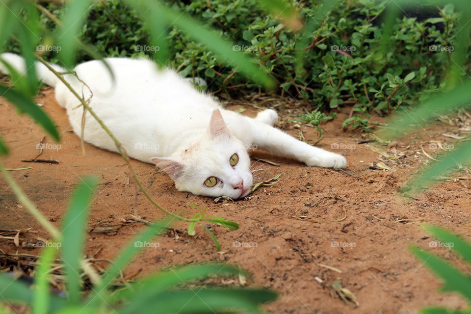 White Cat Outside